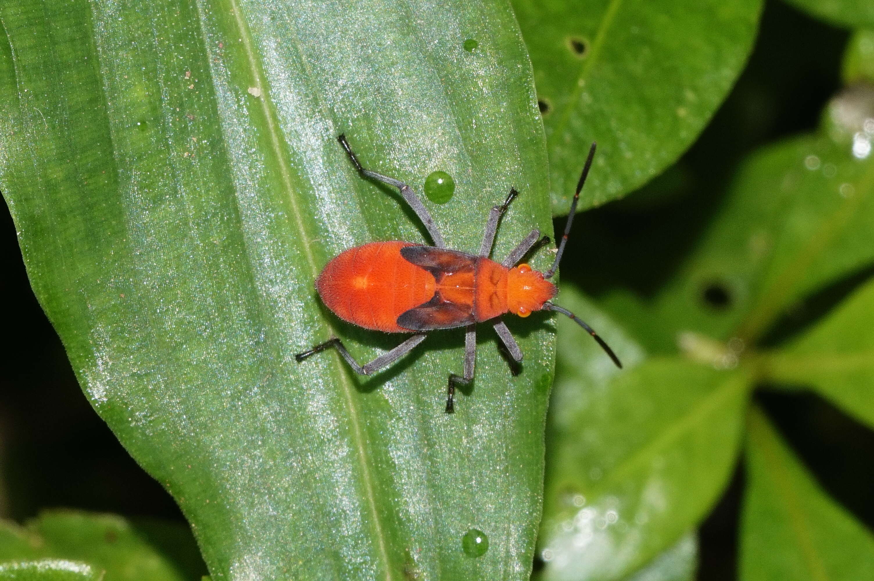 Leptocoris resmi