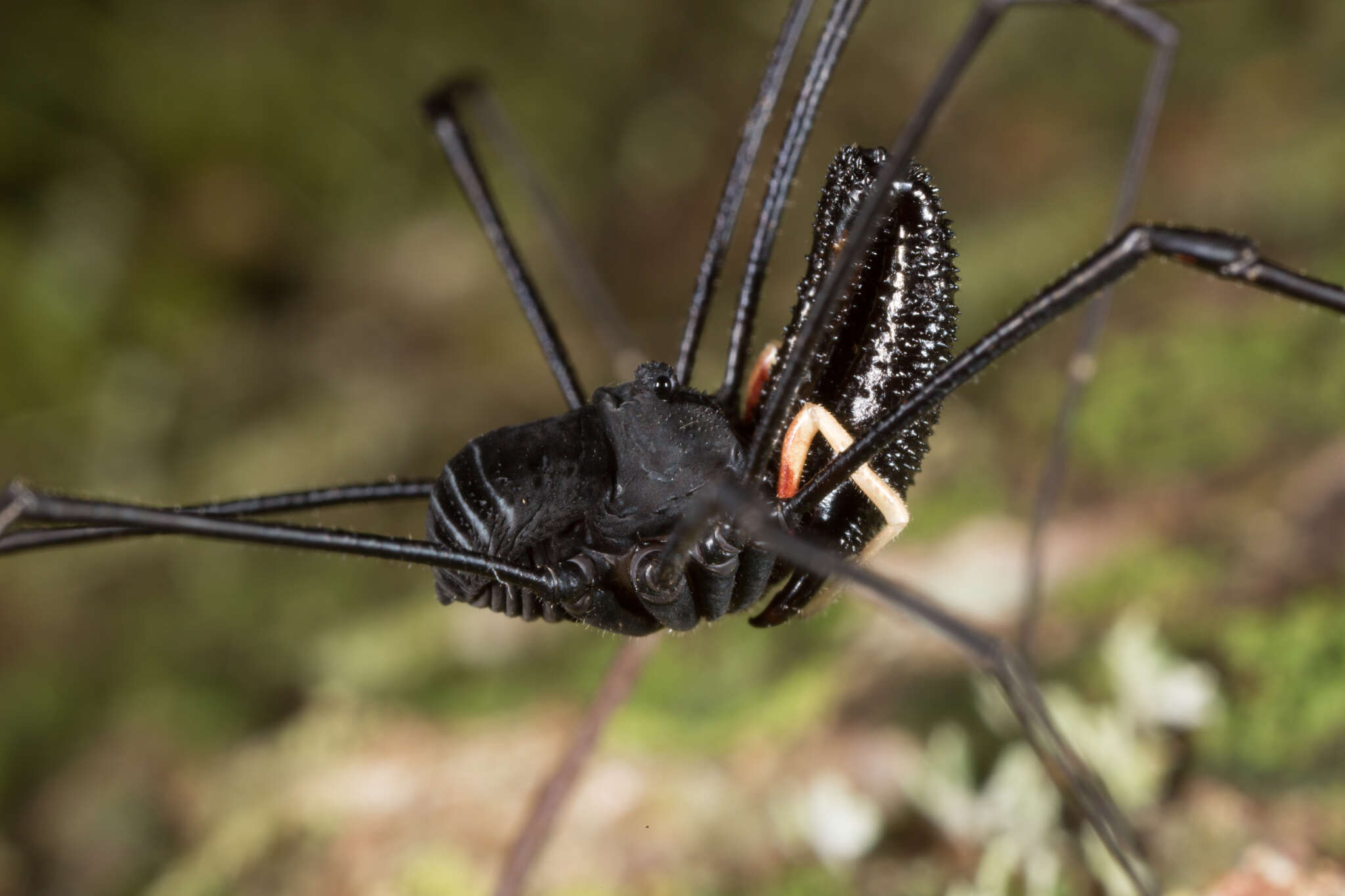 Image of Pantopsalis cheliferoides