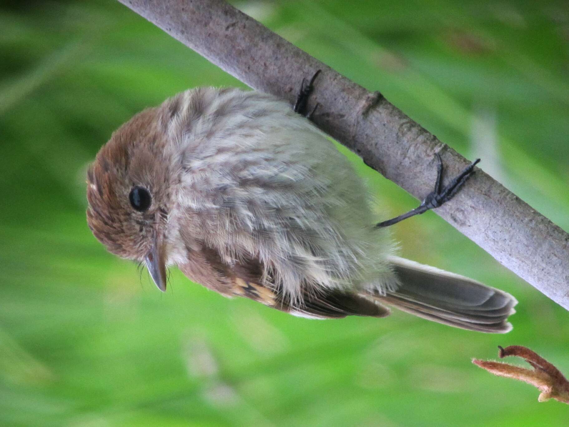 Image of Bran-colored Flycatcher