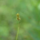 صورة Carex muehlenbergii Willd.
