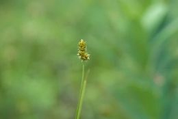 Image of Muhlenberg's sedge