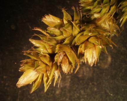 Image of Muhlenberg's sedge