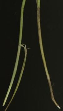 Image of Greater straw sedge