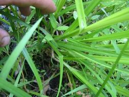 Image of Greater straw sedge