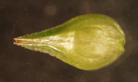 Image of Greater straw sedge