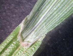 Image of Greater straw sedge