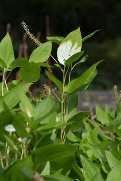 Imagem de Saururus chinensis (Lour.) Baill.