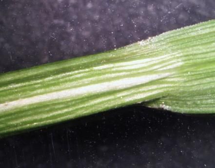 Image of Greater straw sedge