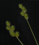 Image of Greater straw sedge