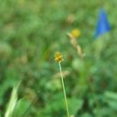 Image of oval-leaf sedge