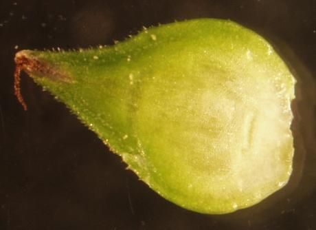 Image of oval-leaf sedge