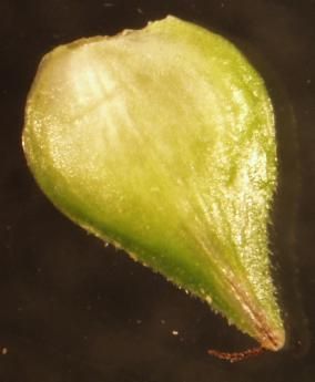 Image of oval-leaf sedge