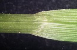 Image of oval-leaf sedge
