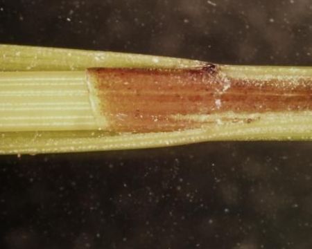 Image of Prairie sedge