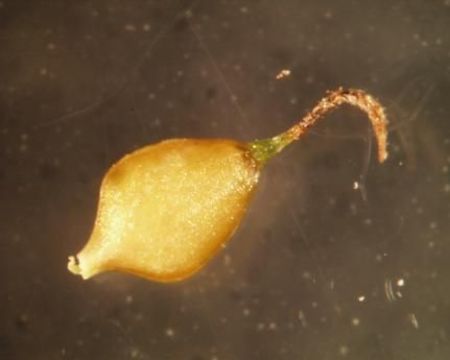 Image of Prairie sedge