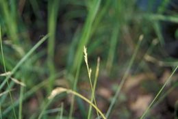 Image of brome-like sedge