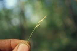 Image of brome-like sedge