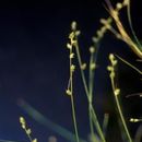 Imagem de Carex brunnescens (Pers.) Poir.