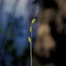 Image of Gray Bog Sedge