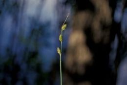 Image of Gray Bog Sedge