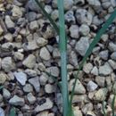 صورة Carex cephaloidea (Dewey) Dewey ex Boott