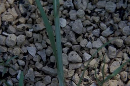 Image of Thin-Leaf Sedge