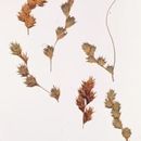 Image of Carex echinodes (Fernald) P. Rothr., Reznicek & Hipp