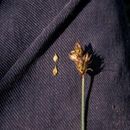 صورة Carex egglestonii Mack.