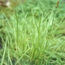 Sivun Carex laevivaginata (Kük.) Mack. kuva