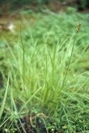 Image of Smooth-Sheath Sedge