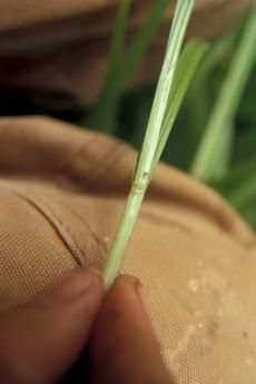 Image of Smooth-Sheath Sedge