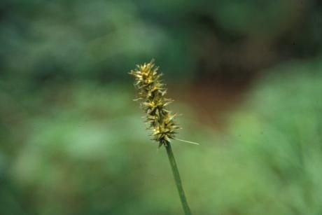 Image of Smooth-Sheath Sedge