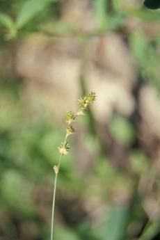 Image of Greater straw sedge