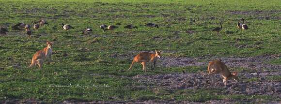 Image of Agile Wallaby