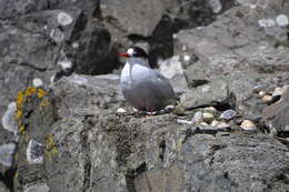 Image of Antarctic Tern