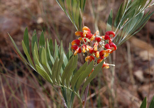 Image of Grevillea refracta R. Br.