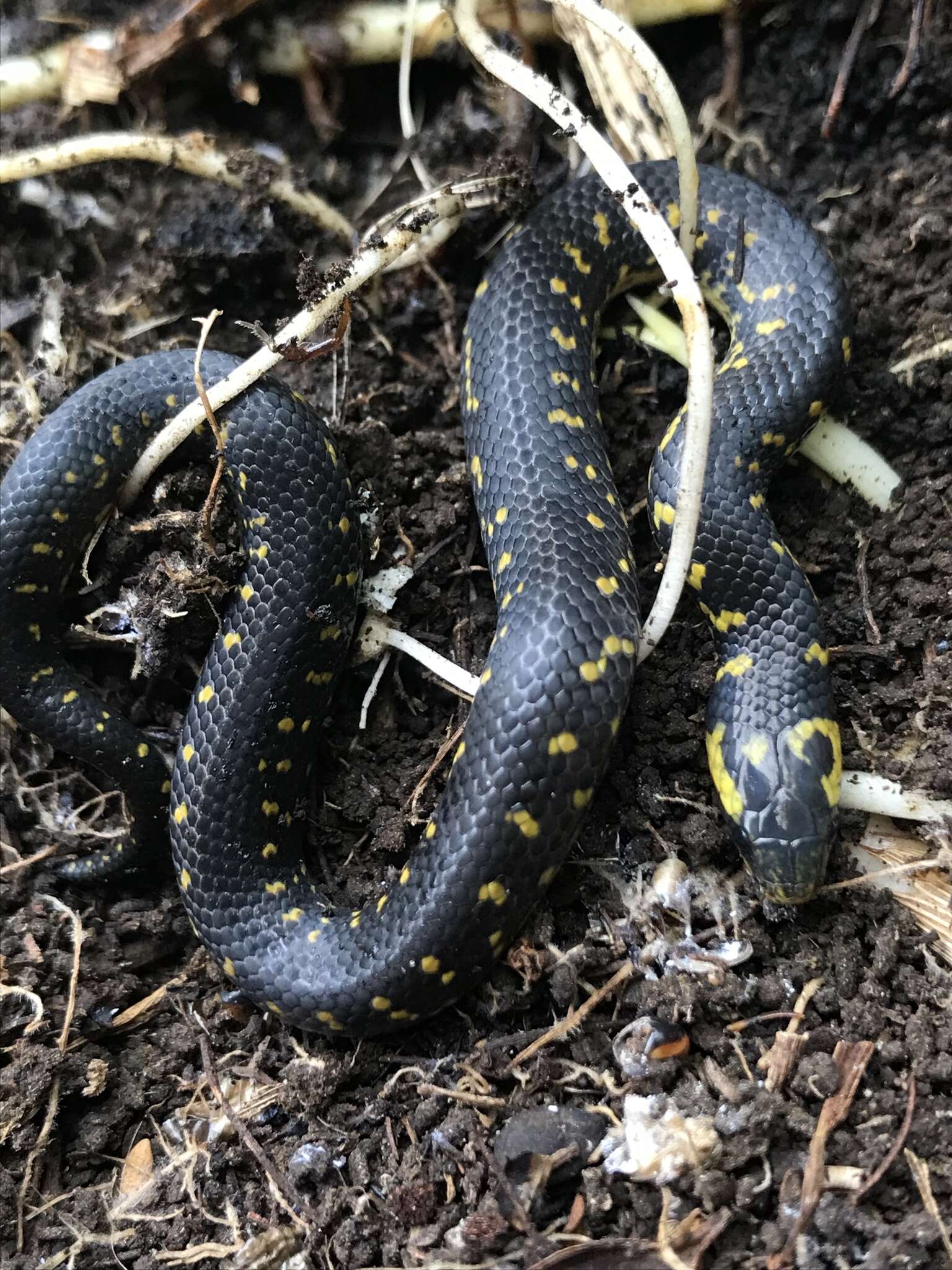 Image of Thickhead Ground Snake