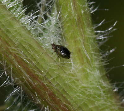 Image of Thistle Aphid