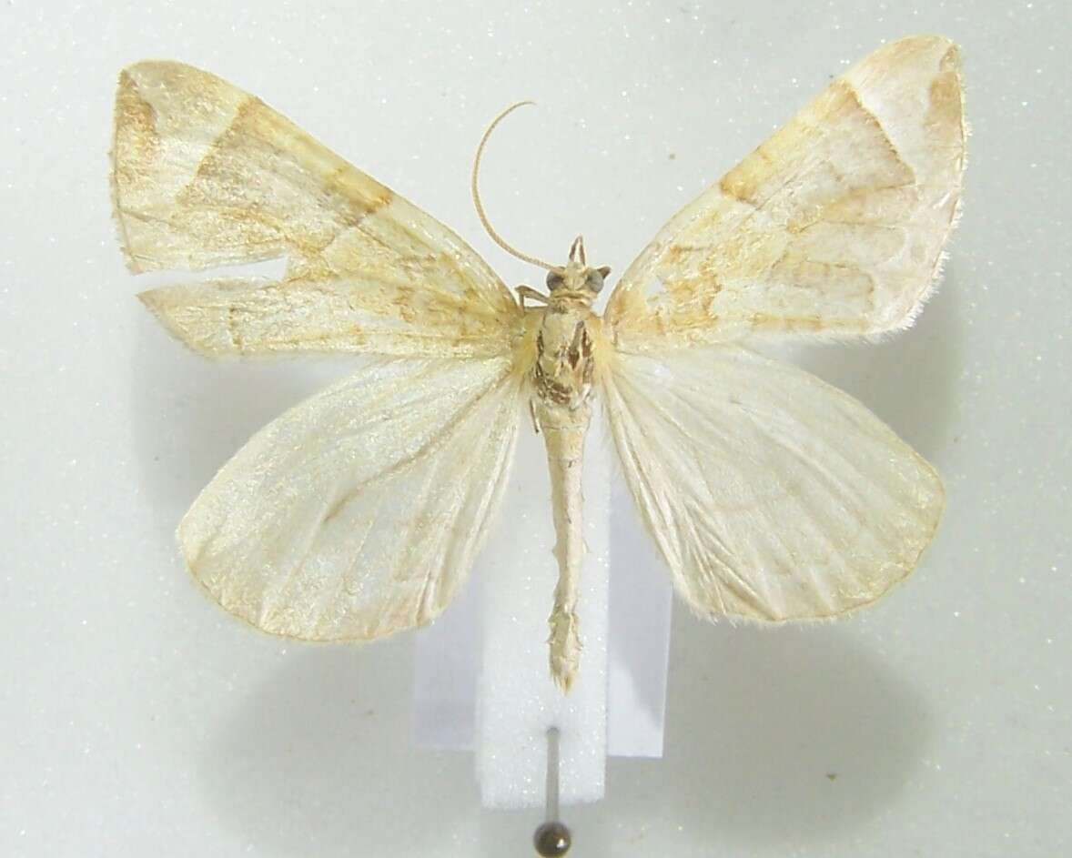 Image of Chevron Moth