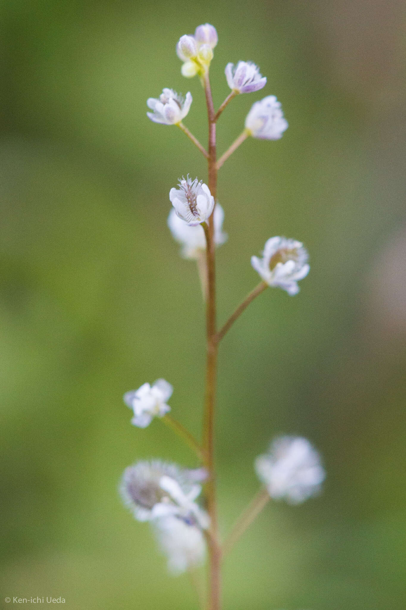 Image of sandweed