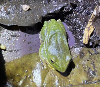 Image of Taipei tree frog