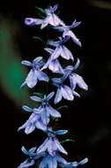 Image of downy lobelia