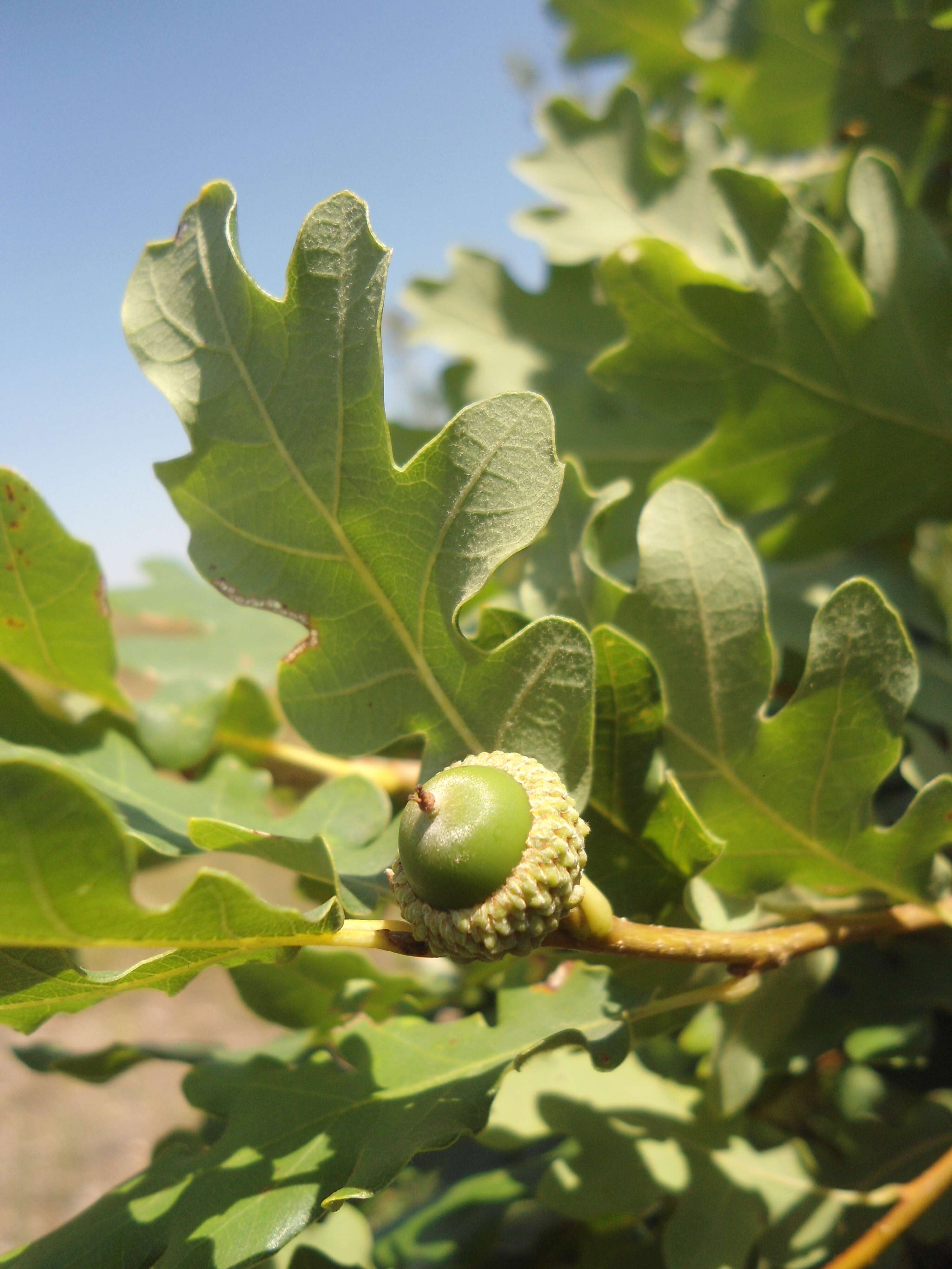 Image of Dalechamp's Oak