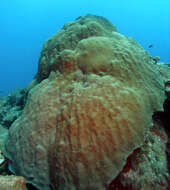 Image of Mountainous Star Coral