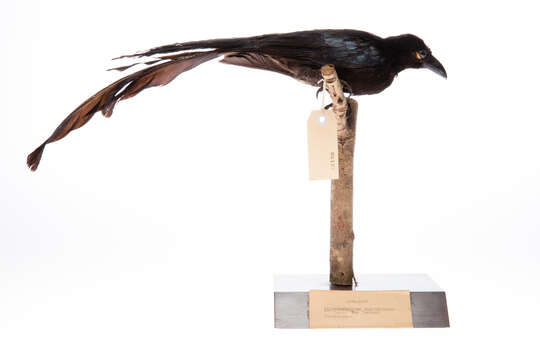 Image of Paradise Drongo