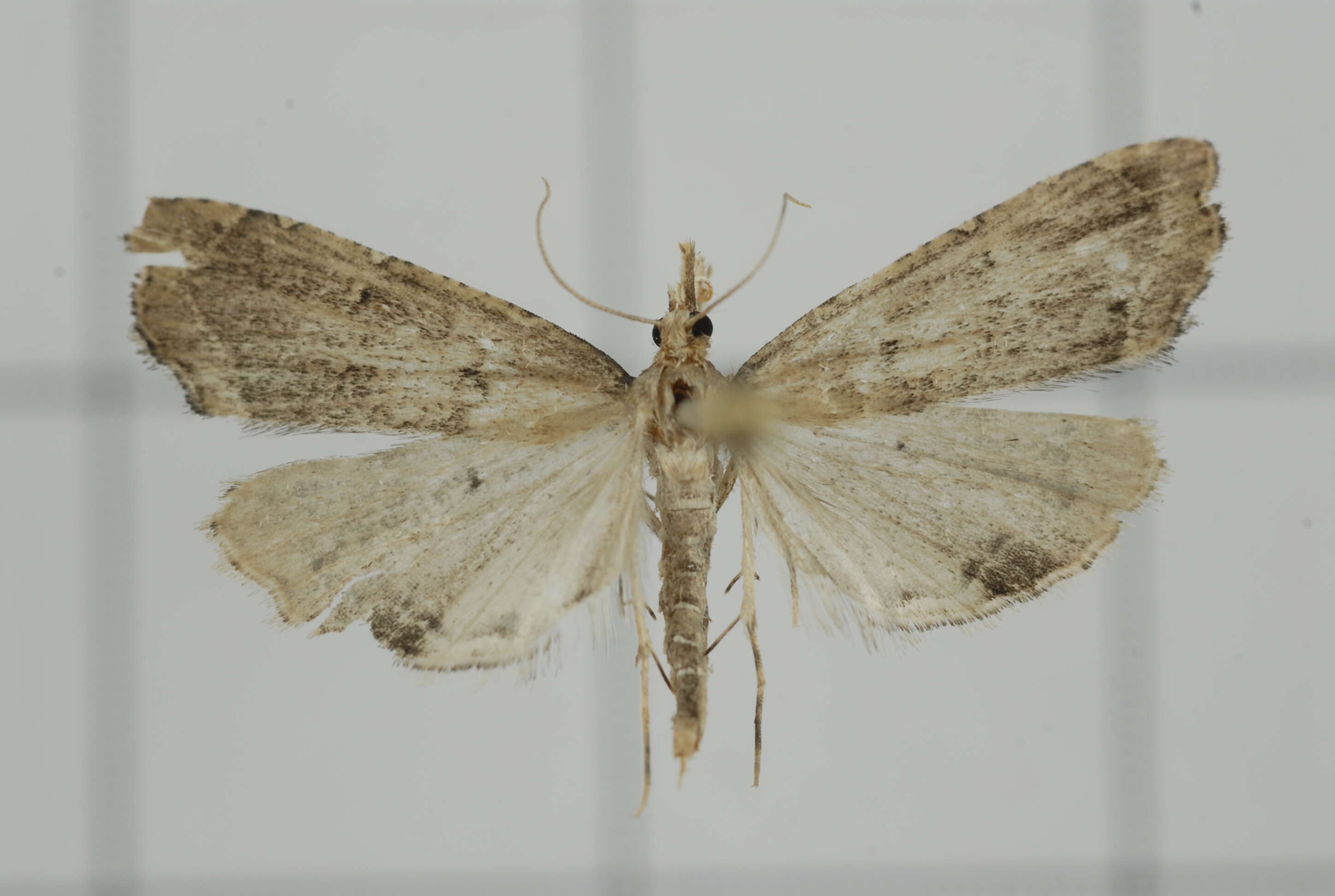 صورة Diplopseustis perieresalis Walker 1859