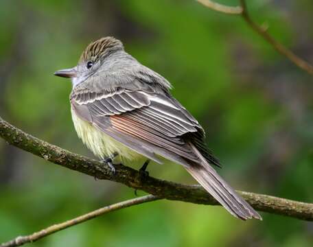 Image of Great Crested Flycatcher