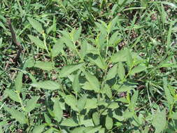 Image of common wireweed