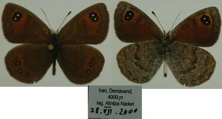 Image of Erebia iranica Grum-Grshimailo 1894