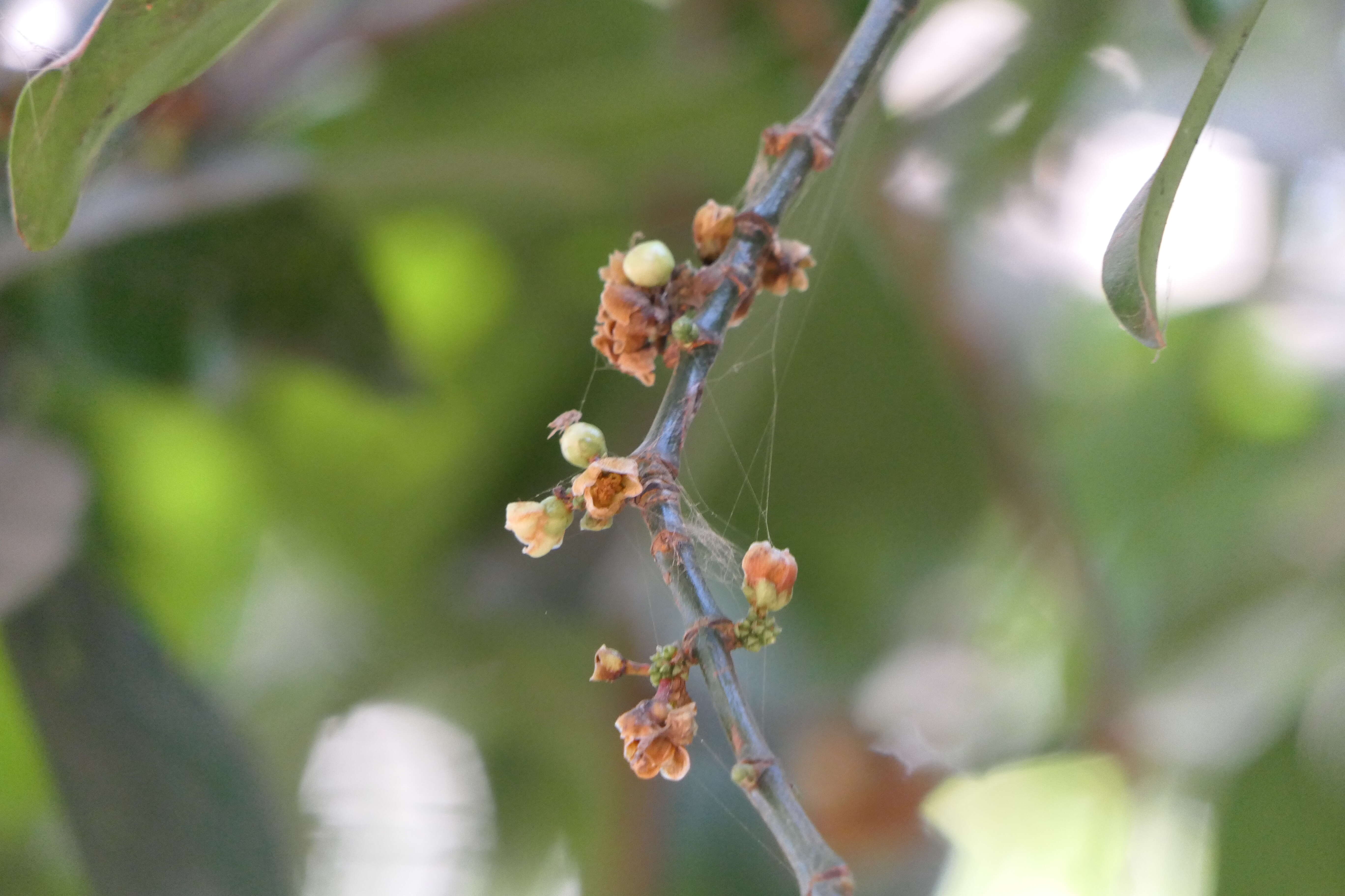 Image of Garcinia talbotii Raiz.